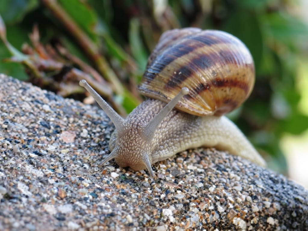 Benefícios Nutricionais dos Caracóis
