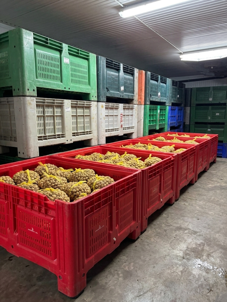Caixas de caracóis no armazém Caracolmor